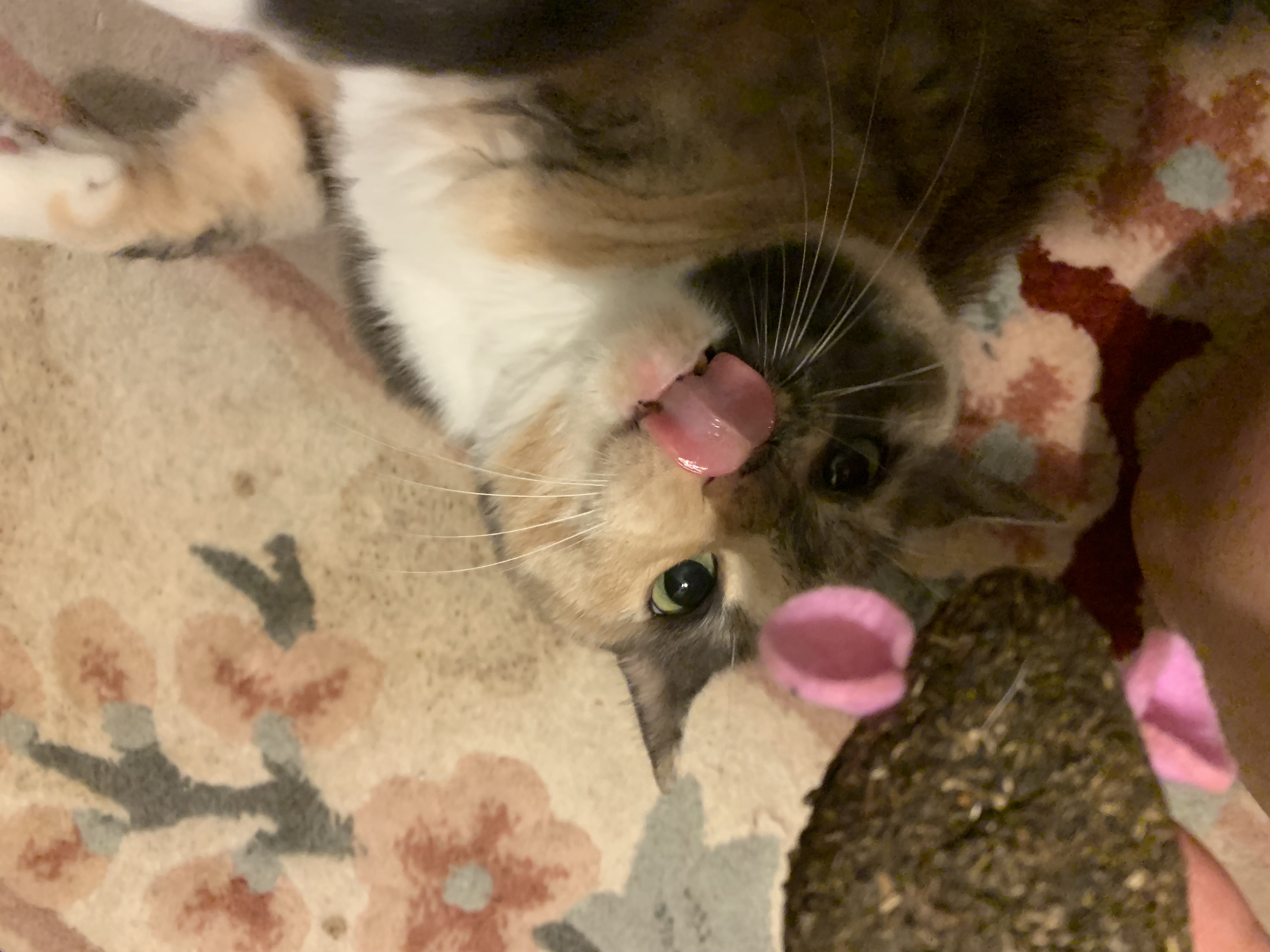Nellie with catnip mouse